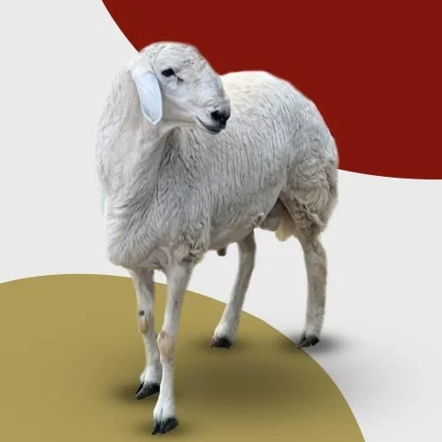 Harri Sheep